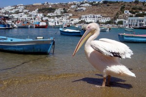 mykonos-pelicano-playa