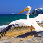 Petros, el Pelicano de Mykonos