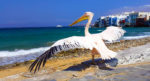 Petros, el Pelicano de Mykonos